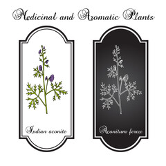 Indian Aconite (Aconitum ferox), medicinal plant. Hand drawn vector illustration