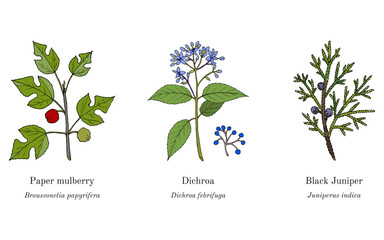 Collection of edible and medicinal plants. Hand drawn botanical vector illustration