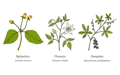 Collection of edible and medicinal plants. Hand drawn botanical vector illustration