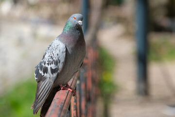 Close-up of a perched pigeon