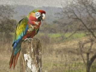 Parrot, generative AI