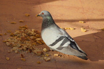 A close-up shot of a pigeon eating dry bread