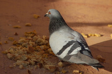 A close-up shot of a pigeon eating dry bread