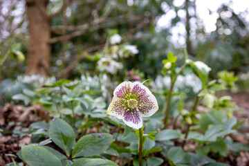 close up of hellebore flowers in late winter in a woodland garden in England