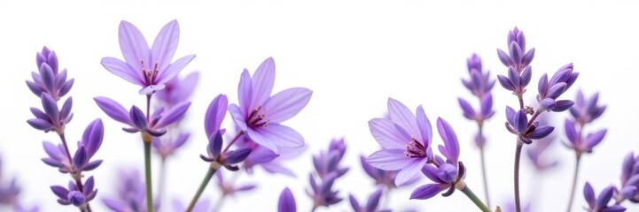 Delicate purple lavender blossoms, isolated on pure white backdrop , decoration, event, botanical