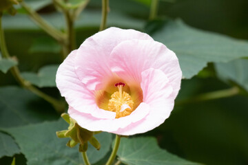Spring Concept, Beautiful Pink Hibiscus taiwanensis © foreverhappy