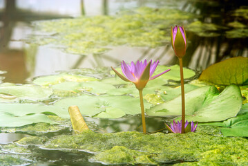 A serene pond hosts blooming purple water lilies surrounded by lush green lily pads. The calm water...