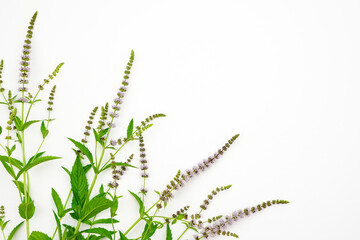 A plucked flowering sprig of mint on a light background