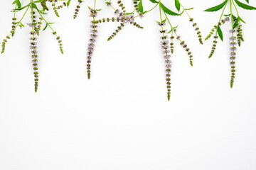 A plucked flowering sprig of mint on a light background