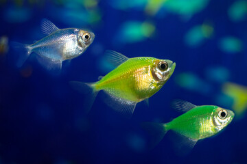 Aquarium  fish-ternetzi swim.  Three fish are yellow, green, blue. The Latin name Gymnocorymbus ternetzi. Close-up, blue background.