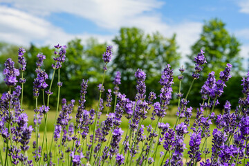Obraz premium Lavender field in bloom, purple flowers