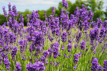 Obraz premium Lavender field in bloom, purple flowers