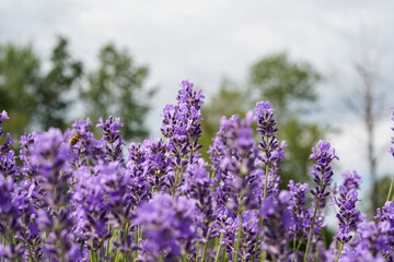 Fototapeta premium Lavender field in bloom, purple flowers