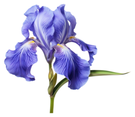 PNG Iris blossom flower petal.