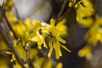 Close-up of forsythia flowers (golden bells): detail shot