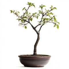 White Blossoming Bonsai Tree in Brown Pot Against White Background