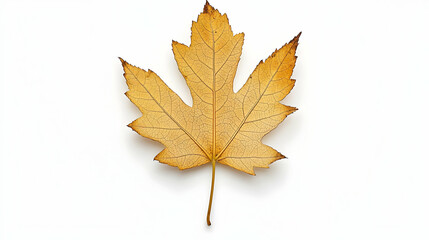 Fototapeta premium Dried Maple Leaf On White Background