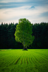 tree in the field