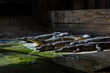 Crocodiles basking peacefully by the water in a rustic environment  