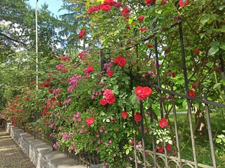 red and pink roses  flowers in the garden