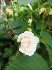 Obraz premium white rose in garden