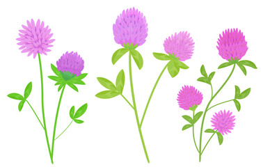 collection of blooming clover with leaves. set of trefoils blooms