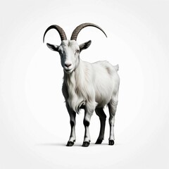 Obraz premium Elegant White Goat with Majestic Horns Against a Clean Background