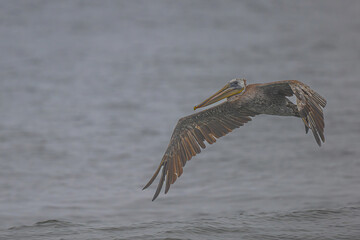 Brown Pelican (Pelecanus occidentalis) at Rialto Beach