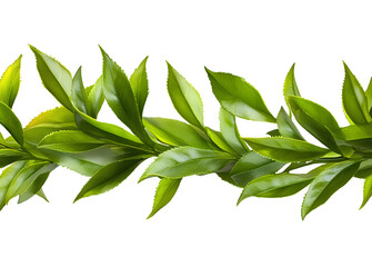  Green tea leaf isolated on transparent background, cutout PNG. 