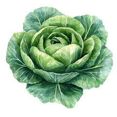Obraz premium A watercolor-style illustration of a head of cabbage.