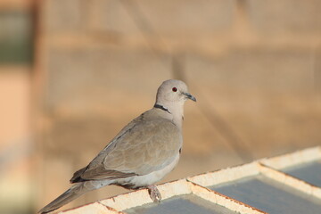 A close-up shot of a collared dove