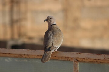 A close-up shot of a collared dove