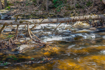 Fototapeta premium willard brook winding its way through the forest