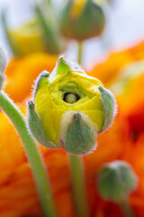 Yellow ranunculus bud beginning to bloom