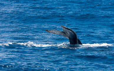 Fototapeta premium Ballena yubarta o Jorobada, Itacaré, Brasil