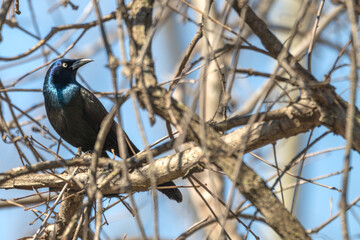 Common grackle perched in a bare tree.