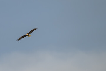 American bald eagle in flight against blue sky.