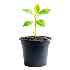 A small plant in a pot.