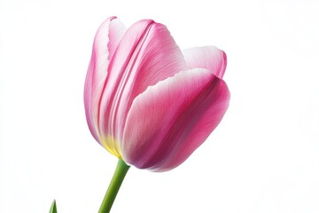 Fototapeta premium A pink tulip with a green stem, isolated on white background