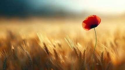 Standing alone red poppy wheat field nature close-up resilience