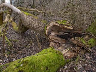Todholz im Nationalpark