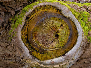 Farben und Linien an einer Schnittstelle im Holz