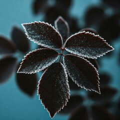 frost covered leaves