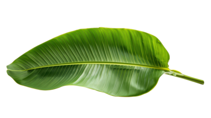 Single vibrant green banana leaf isolated on transparent background