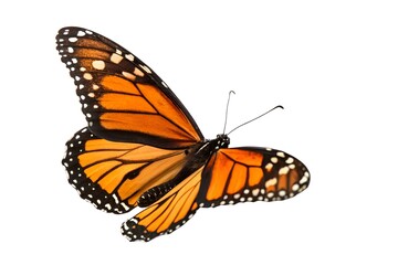 Obraz premium Monarch Butterfly in Flight