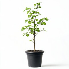 Fototapeta premium Young Green Plant in a Black Pot Against a White Background