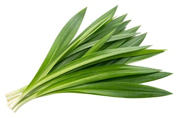 Obraz premium Fresh Pandan Leaves