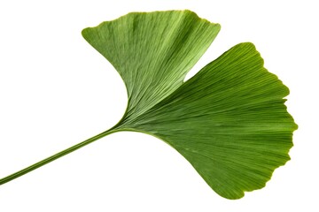 Fototapeta premium Ginkgo Biloba Leaf Close-up