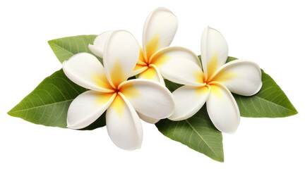 Fototapeta premium PNG White frangipani flowers leaves leaf blossoms.