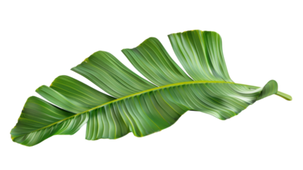 Vibrant green banana leaf isolated on transparent background